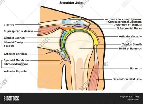 Equally extensive are the muscles affecting the shoulder movement, including: Shoulder Joint Diagram