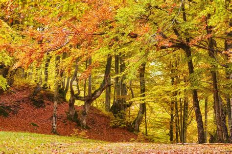 Landscape Nice Fantasy Forest With Creek In A Golden Autumn Stock