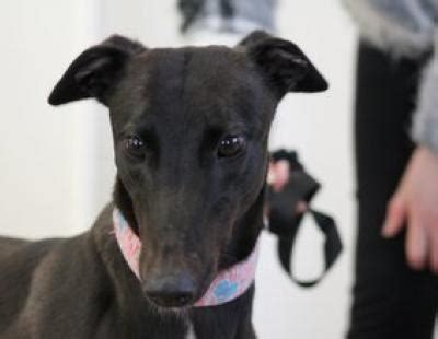They are the world's fastest breed of dog. Welcome | Greyhounds as Pets
