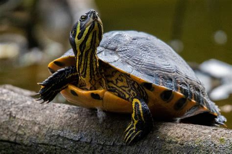 Yellow Bellied Turtle Complete Care Sheet Petdt