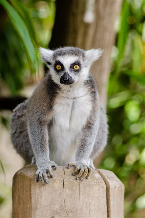 Free Images Animal Wildlife Zoo Mammal Fauna Primate Madagascar