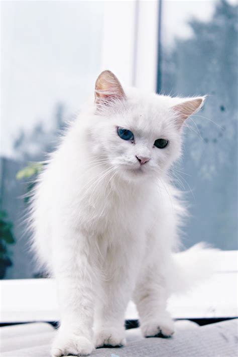 Pretty Albino Cat By Fuzzy Blue Light On Deviantart