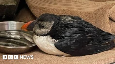 Rare Rescue Of Poorly Puffin In Guernsey Bbc News