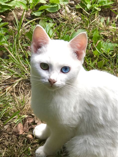 White Cats With Blue Eyes Are Usually Deaf Care About Cats
