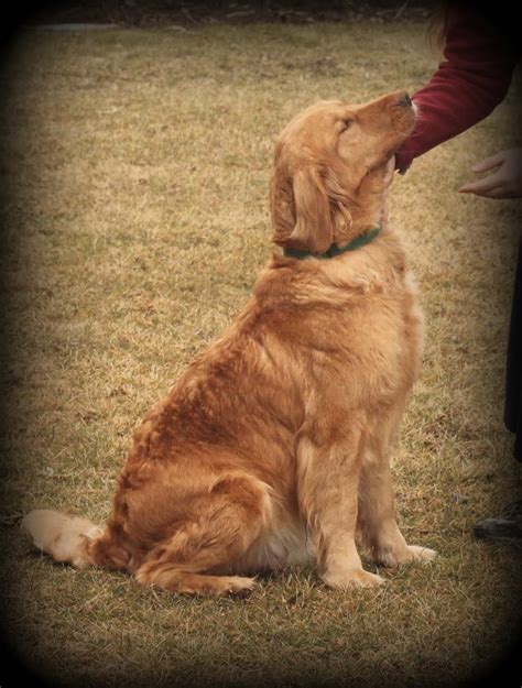 Some of the golden retriever's talents are hunting, tracking, retrieving, narcotics detection, agility our golden retriever puppies are carefully selected and are bred by reputable breeders, who live. AKC Golden Retriever Puppies For Sale From Ebeneezer ...