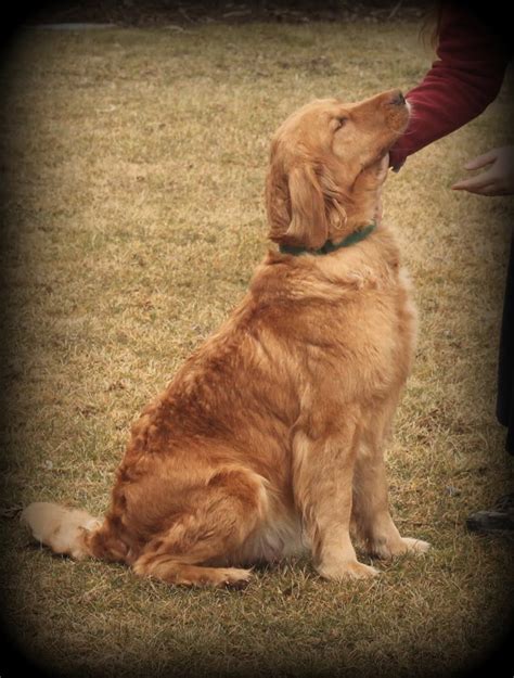 Light, medium and dark colors available. AKC Golden Retriever Puppies For Sale From Ebeneezer ...