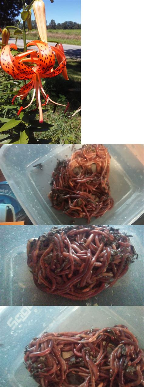 Guaranteed happy and healthy we promise your worm purchase will show up happy and healthy. Composting and Yard Waste 181020: Red Wiggler Worms ...