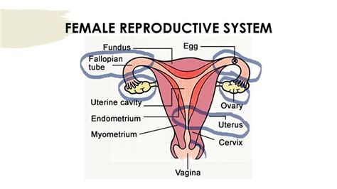 Human Reproduction Science Video 3 For Sixth Grade Youtube