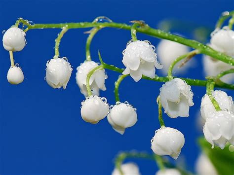 Hd Wallpaper White Snowdrop Flowers Lilies Of The Valley Drops Dew