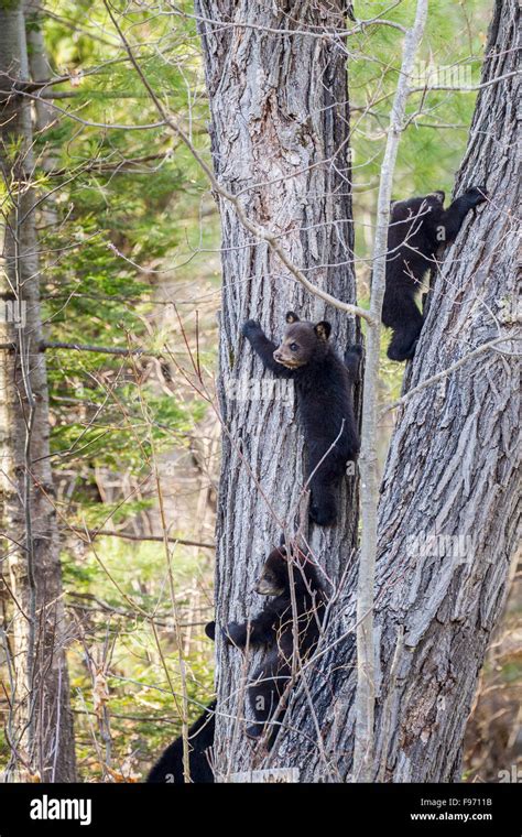 Black Bear Cubs Tree Hi Res Stock Photography And Images Alamy