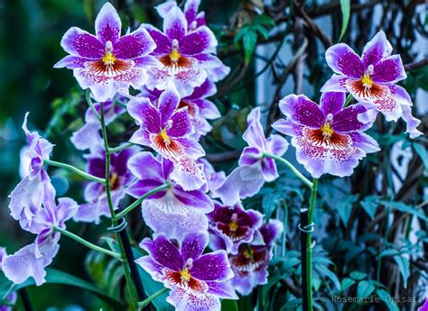 Miltoniopsis Orchids At New York Botanical Garden Orchid Show