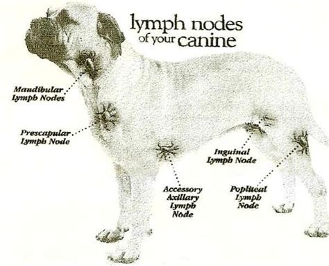 Where Are Lymph Nodes Located On Dogs Ogowa