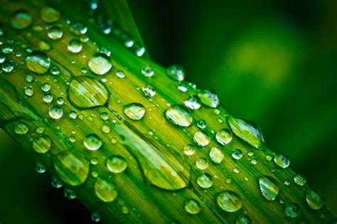 Free Image On Pixabay Leaf Drop Of Water Drip Macro Sound Of
