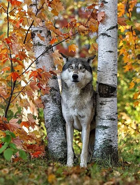 Gray Wolf Between Aspens By Daniel Behm Wolf Dog Grey Wolf Wolf Love