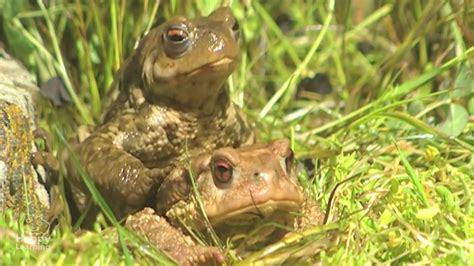 Amphibians Educational Video for Kids - YouTube