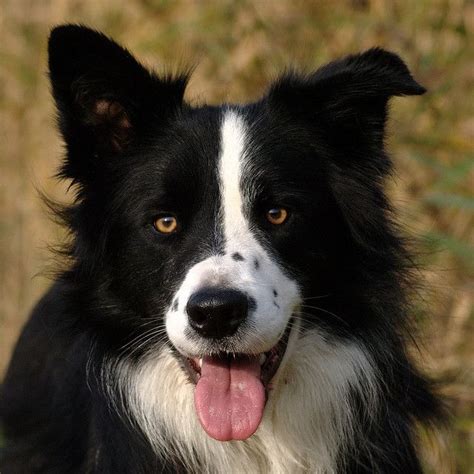 The Perfect House Needs A Border Collie Too Border Collie Pictures Dog