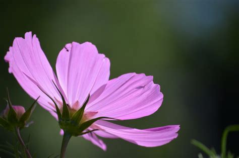 Pinknature High Quality Wild Hd Flower Garden Drop