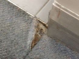 We did not find results for: Asbestos carpet underlay | Architecture And Design
