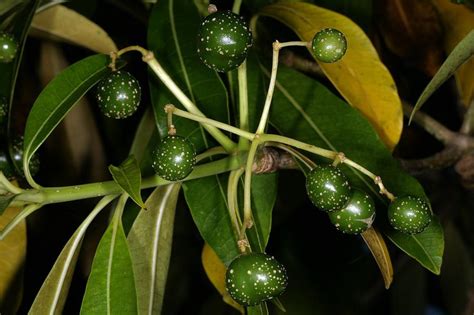 Savesave arbre couscous for later. Arbre à quinine (Rauvolfia caffra) : taille, bouturage ...