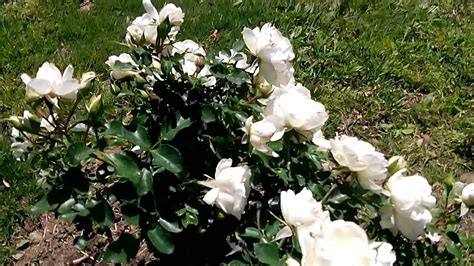 Dreamstime is the world`s largest stock photography community. The Little White Rose Bush | Rose bush, White roses ...
