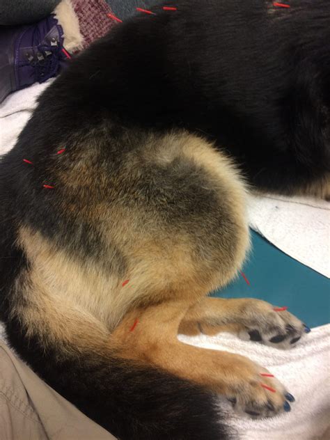 Degenerative Myelopathy In An 11 Year Old German Shepherd