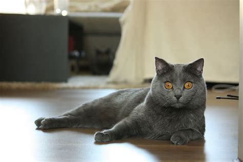 Chartreux Cats Are The Perfect Cat For Lap Lovers