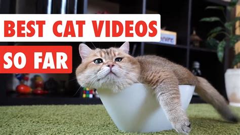 Best Cat Videos Of The Year So Far Funny Cat Video Compilation 2017