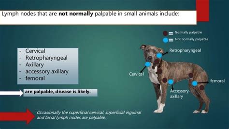Examination Of Superficial Lymph Nodes In Dogs And Cat