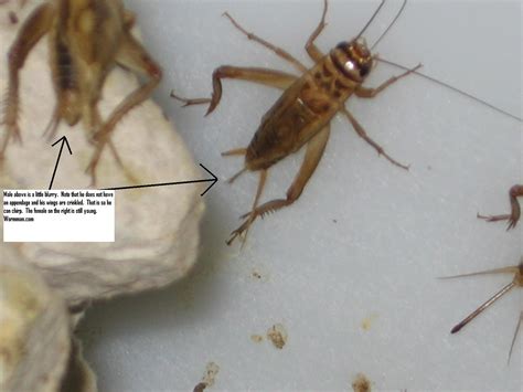 Raising And Breeding Crickets