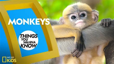 Cool Facts About Monkeys Things You Wanna Know Fun Facts National