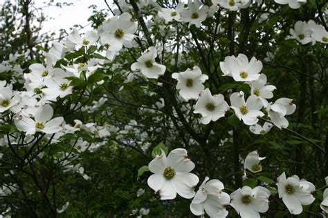 White Flower Spring Tree Flowers Free Nature Pictures By
