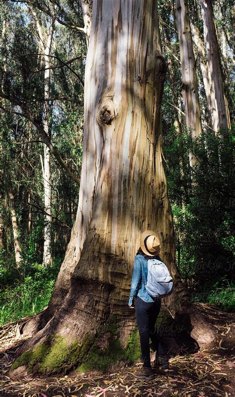 Woman Looks Up At A Very Large Eucalyptus Tree Del Colaborador De