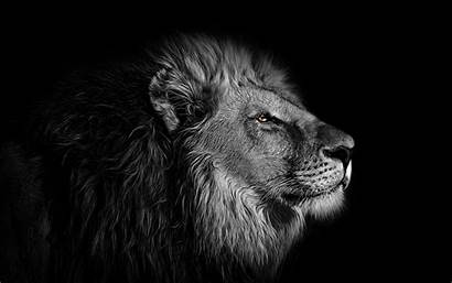 Lion Animals 4k Wallpapers African Desktop 1528