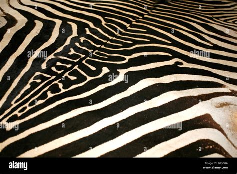 Macro Picture Of A Zebra Skin Texture As A Background Stock Photo Alamy