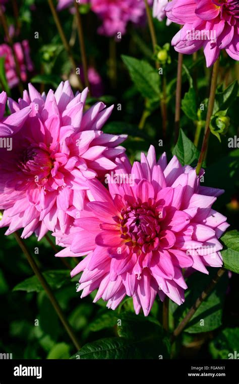 Dahlia Rosella Pink Dinner Plate Dahlias Flower Flowers Bloom Blossom