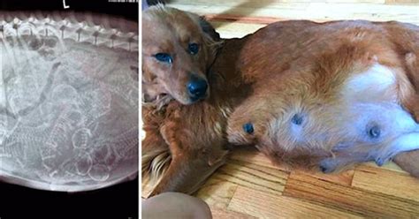 Pregnant Dog Has Giant Belly But When Puppies Keep Coming Mom