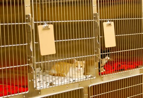 The staff is so accommodating, and the veterinarians are without question the most caring, understanding, and involved pet doctors i've ever seen. pet boarding, dog boarding, cat boarding, dog boarding ...