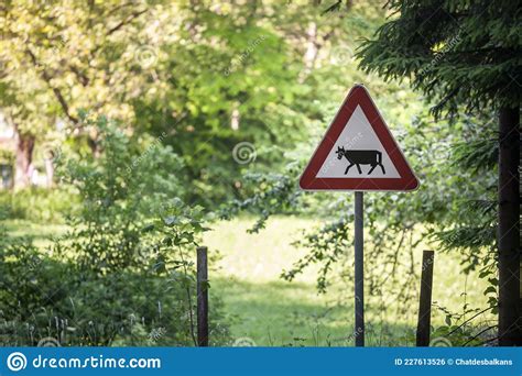 European Sign A Cattle Crossing Roadsign Abiding By European Traffic