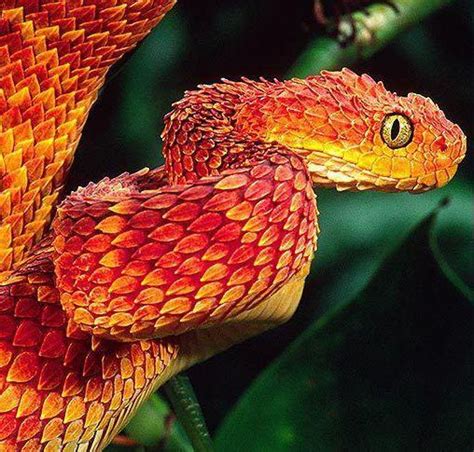 Dragon Snake Of Africa Raww