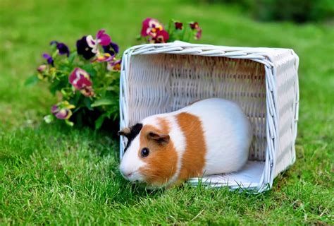 Guinea Pig Growth Chart And Weight Chart Guinea Pig Site