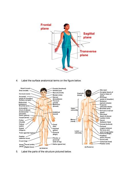 Bsci 201 Lab Practical 1 Review Sheet 4 Label The Surface Anatomical