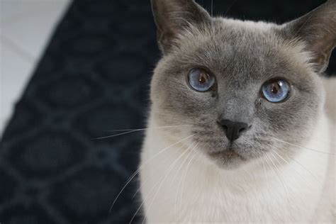 47 Hq Images Blue Point Siamese Male Cat Names Siamese Price