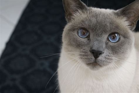 Blue Point Siamese | Blue point siamese, Blue point, Cats