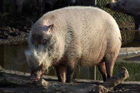 Bearded Pig Zoochat