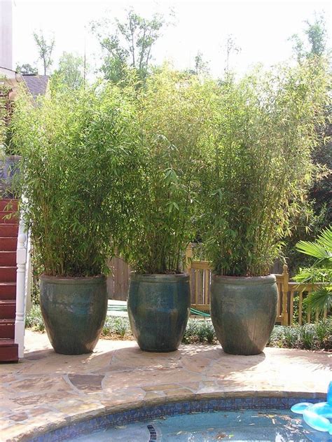 15 Privacy Screen Ideas That Will Make You Say Wow Backyard