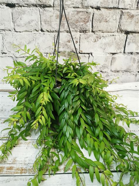 Lobbianus), also called the lipstick plant or basket vine, is native to the himalayas and rain forests of malaysia. Aeschynanthus Japhrolepis lipstick plant | Leafyhouse in ...