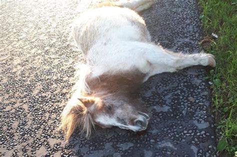 Dead Pony Left On Cork Road In Horrible Incident Of Animal Cruelty