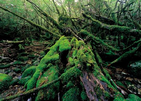 Find the latest tracks, albums, and images from takashi amano. How Takashi Amano Takes Nature Photography to New Depths