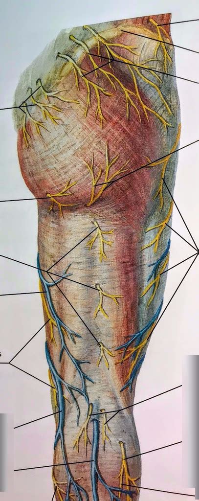 Superficial Nerves And Veins Of The Gluteal Region And Posterior Thigh Diagram Quizlet