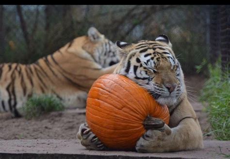 Psbattle This Tiger Hugging A Pumpkin Photoshopbattles Funny